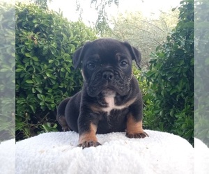 American Bully Puppy for sale in DOS PALOS, CA, USA