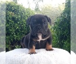 Small American Bully