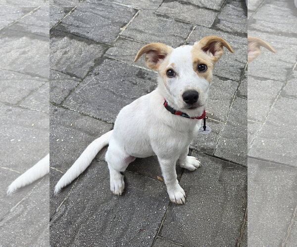 Medium Photo #1 Mutt Puppy For Sale in Oakhurst, NJ, USA