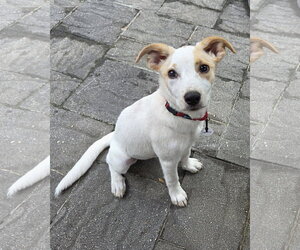 Mutt Dogs for adoption in Oakhurst, NJ, USA