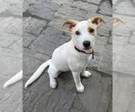 Small Mutt
