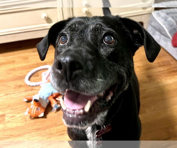 Medium Photo #9 Boxer-Unknown Mix Puppy For Sale in Mount Laurel, NJ, USA