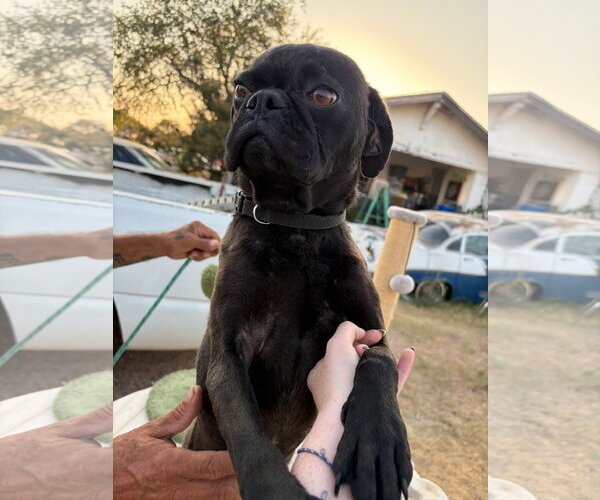 Medium Photo #3 Pug-Unknown Mix Puppy For Sale in Grafton, WI, USA