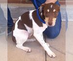 Small Jack-Rat Terrier