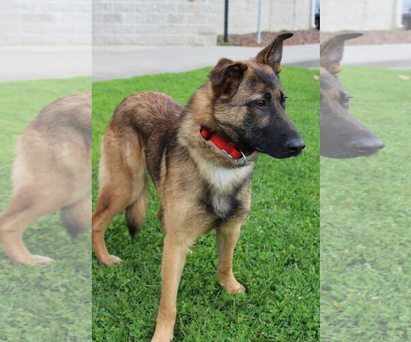 Medium Photo #2 Mutt Puppy For Sale in Petaluma, CA, USA