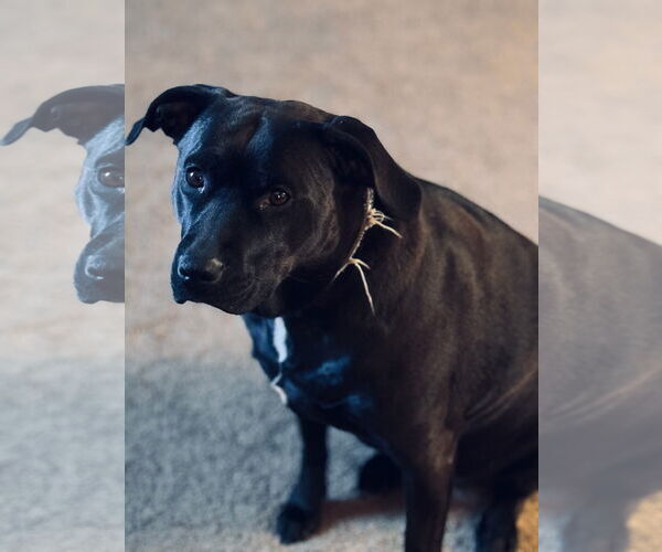 Medium Photo #1 Labrador Retriever-Unknown Mix Puppy For Sale in Williamsburg, IA, USA