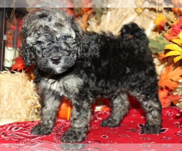 Medium Photo #2 Bernedoodle-Poodle (Miniature) Mix Puppy For Sale in HUTCHINSON, KS, USA