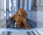 Small #3 Goldendoodle