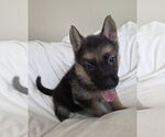 Small #3 German Shepherd Dog Mix