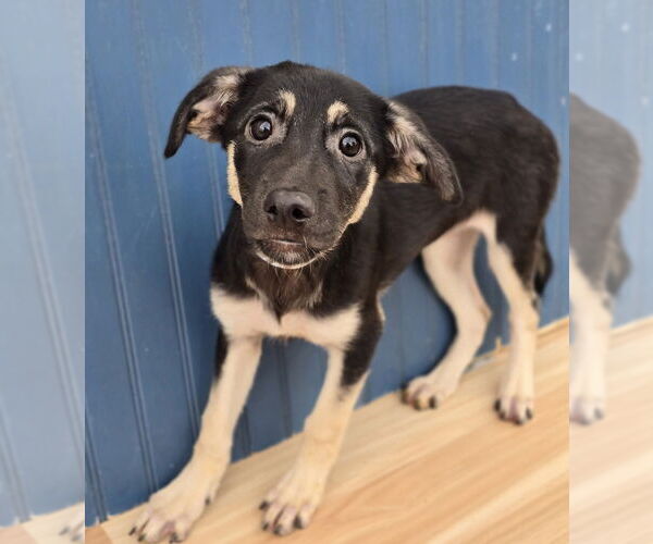 Medium Photo #1 German Shepherd Dog-Unknown Mix Puppy For Sale in Lakewood, CO, USA