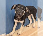 Small German Shepherd Dog Mix