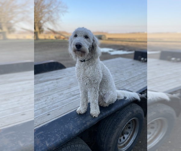 Medium Photo #1 Goldendoodle (Miniature) Puppy For Sale in RUSHMORE, MN, USA