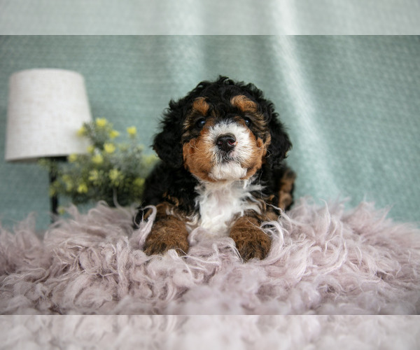 Medium Photo #15 Bernedoodle (Miniature) Puppy For Sale in PARADISE, PA, USA