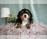 Small Photo #15 Bernedoodle (Miniature) Puppy For Sale in PARADISE, PA, USA