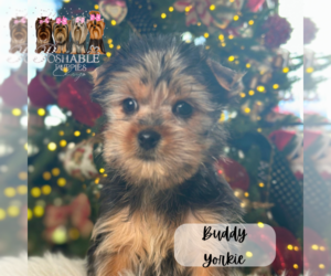 Yorkshire Terrier Puppy for Sale in ELMHURST, Illinois USA