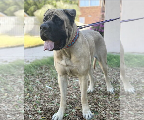 Medium Photo #1 Mastiff Puppy For Sale in Goodyear, AZ, USA