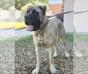 Mastiff Dogs for adoption in Goodyear, AZ, USA