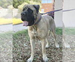 BRUCE 3 - I WAS ADOPTED! - Male Mastiff Dog for Adoption - Small photo