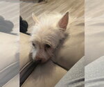 Small #1 Mutt