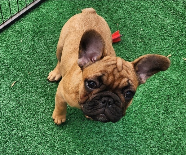 Medium Photo #1 French Bulldog Puppy For Sale in CONCORDIA, KS, USA