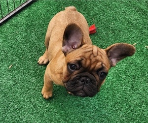 Medium French Bulldog