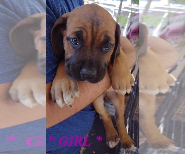 Medium Photo #11 Cane Corso Puppy For Sale in WEST PALM BCH, FL, USA