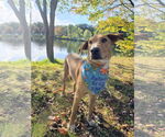 Small #1 Labrador Retriever-Rhodesian Ridgeback Mix