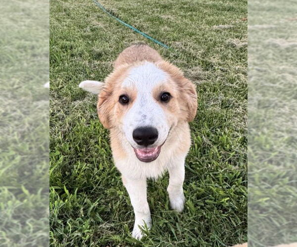 Medium Photo #2 Australian Shepherd-Great Pyrenees Mix Puppy For Sale in Croydon, NH, USA