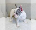 Small Photo #1 French Bulldog Puppy For Sale in BRIDGEWATER, NJ, USA