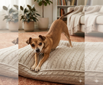 Small Chihuahua