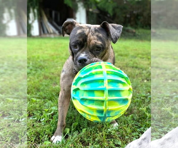 Medium Photo #1 Mutt Puppy For Sale in Rockville, MD, USA