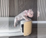 Small #8 French Bulldog