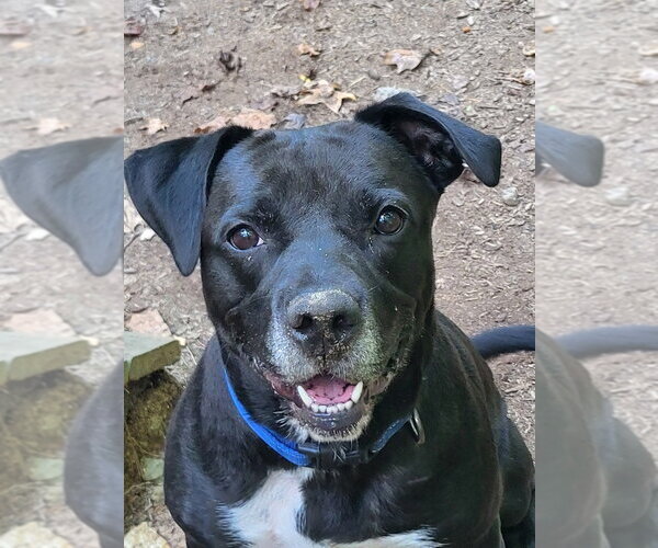 Medium Photo #15 Labrador Retriever-Unknown Mix Puppy For Sale in Ellijay, GA, USA