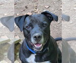 Small #14 Labrador Retriever Mix