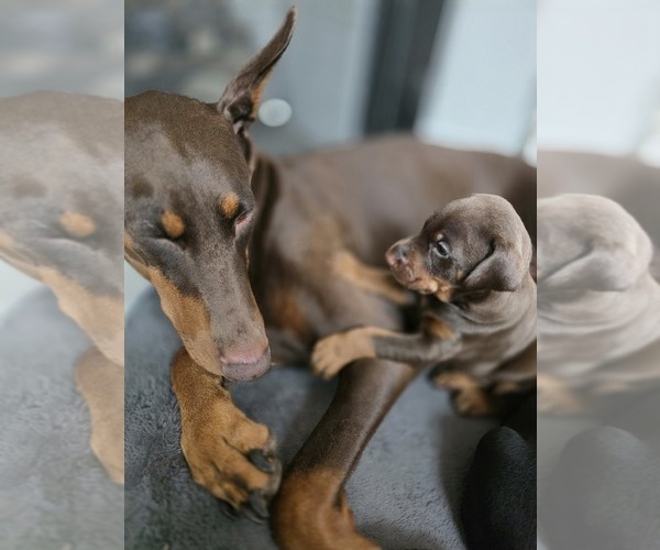 Medium Photo #3 Doberman Pinscher Puppy For Sale in SPRINGFIELD, TN, USA