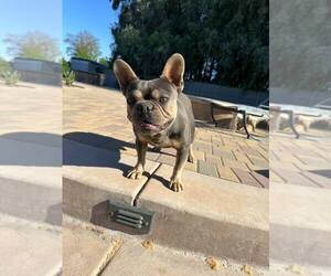 Father of the French Bulldog puppies born on 03/21/2025