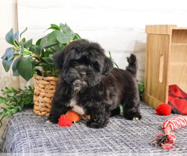 Medium Photo #4 ShihPoo Puppy For Sale in SYRACUSE, IN, USA