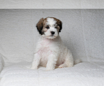 Small Photo #2 Zuchon Puppy For Sale in WHEELING, IL, USA