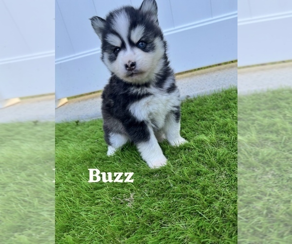 Medium Photo #17 Pomsky Puppy For Sale in VENUS, PA, USA