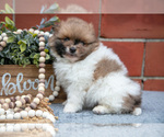 Puppy Perry Pomeranian