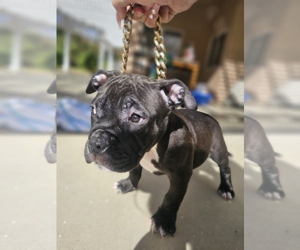 Medium Photo #2 American Bully Puppy For Sale in QUARTZ HILL, CA, USA