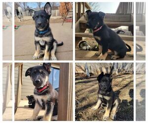 German Shepherd Dog-Siberian Husky Mix Puppy for sale in BEL AIRE, KS, USA