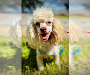 Poodle (Toy) Dogs for adoption in Pacolet, SC, USA