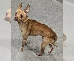 Chihuahua Dogs for adoption in San Martin, CA, USA