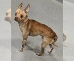 Small Chihuahua
