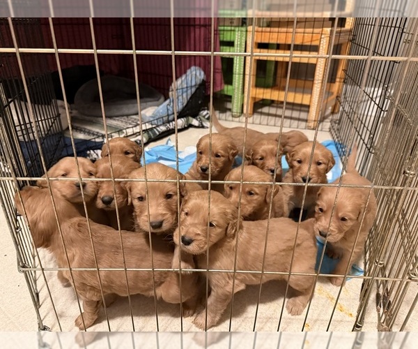 Medium Photo #2 Golden Retriever Puppy For Sale in JACKSONVILLE, FL, USA