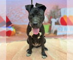 Small #2 American Pit Bull Terrier Mix