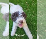 Puppy Ferrari Lagotto Romagnolo
