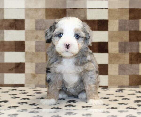 Medium Photo #3 Bernedoodle (Miniature) Puppy For Sale in DENVER, PA, USA