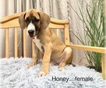 Small Photo #14 Great Dane Puppy For Sale in BIG CANOE, GA, USA